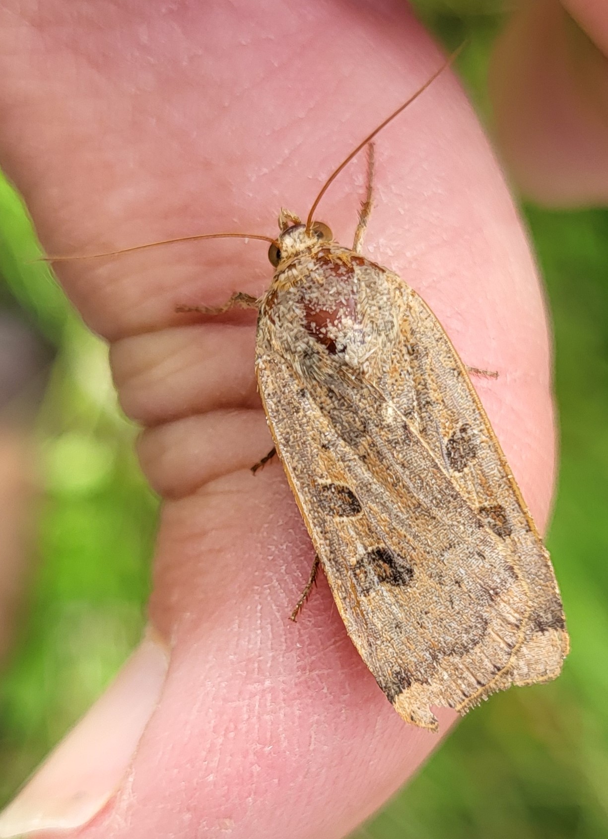 Photo of Large Yellow Underwing (Noctua pronuba)